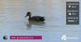 Birdwatching alla Sentina