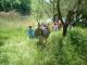Raccolta delle castagne con gli asini