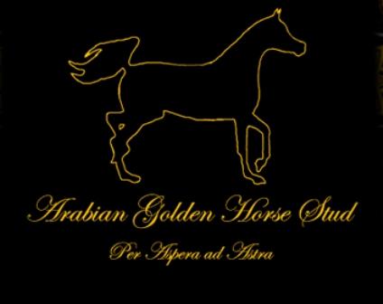 Arabiangoldenhorsestud